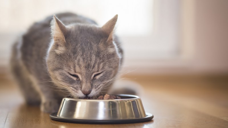 Gel dinh dưỡng cho mèo
