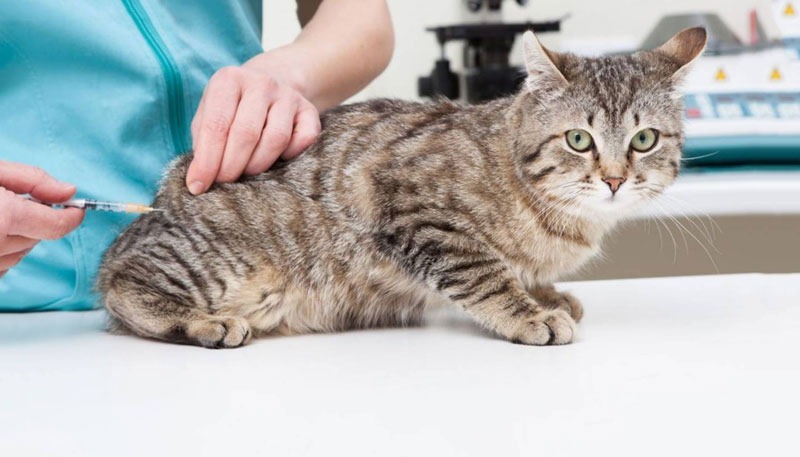 vaccine 4 bệnh mèo