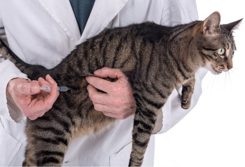 vaccine 4 bệnh cho mèo