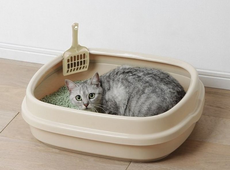 Cách dạy mèo con đi vệ sinh