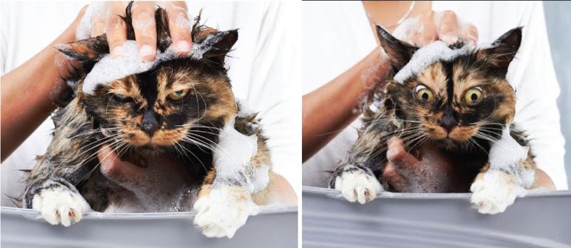 cách tắm cho mèo