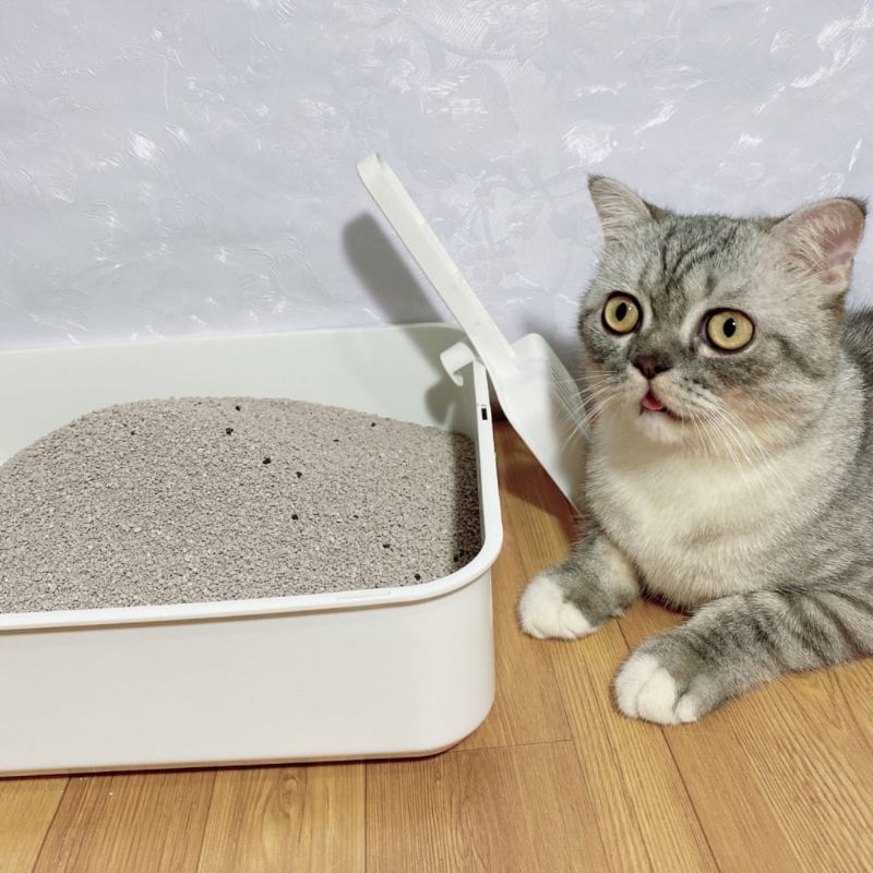 cách tự làm cát vệ sinh cho mèo