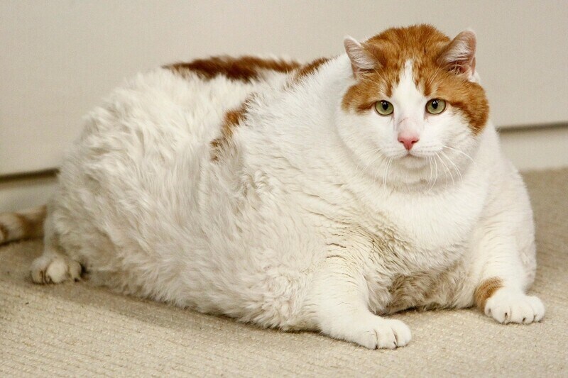 cách nuôi mèo béo