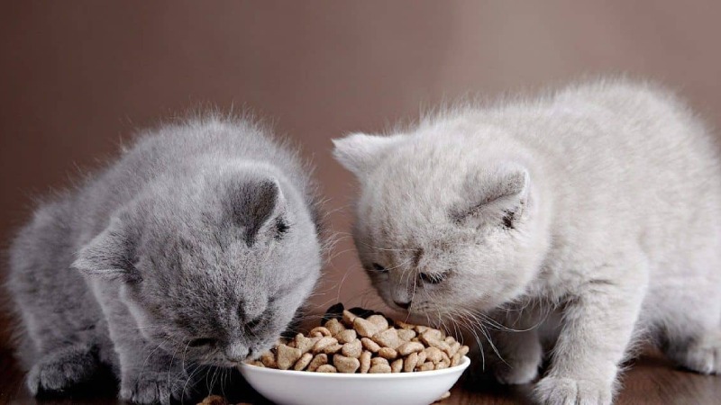 thức ăn cho mèo