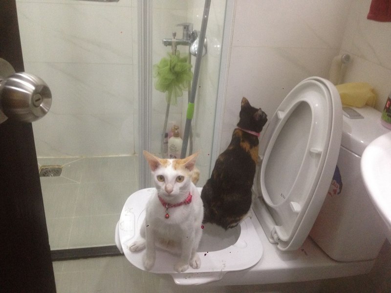 dạy mèo đi vệ sinh bằng bồn cầu