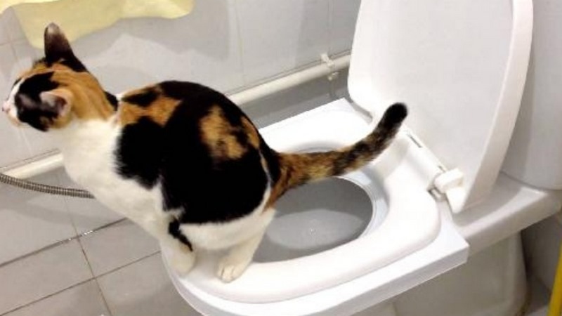 dạy mèo đi vệ sinh bồn cầu