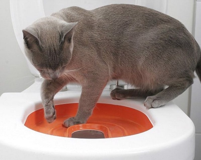 Dạy mèo đi vệ sinh bằng bồn cầu