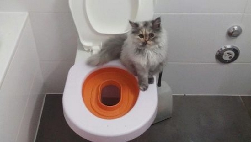 Dạy mèo đi vệ sinh bồn cầu