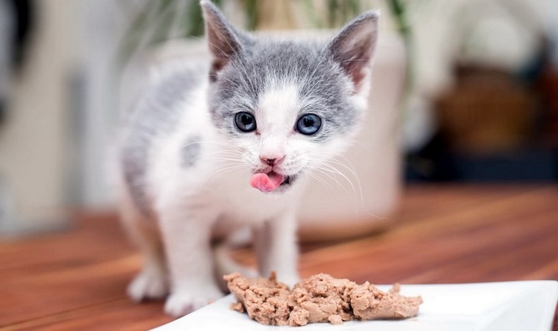 mèo 1 tháng tuổi ăn gì