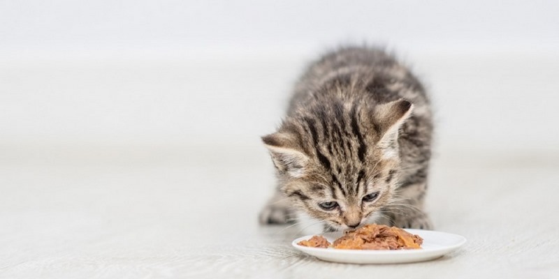 thức ăn cho mèo con 1 tháng tuổi