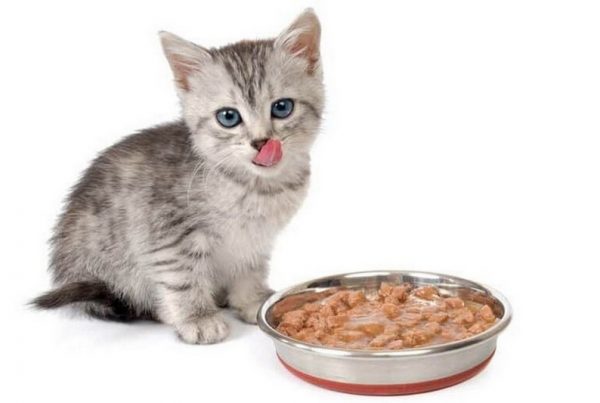 mèo 1 tháng tuổi ăn gì