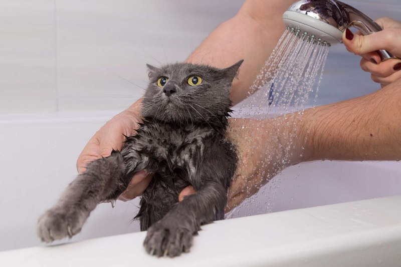 trắm rửa sạch sẽ để phòng và trị rận cho mèo