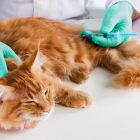 vacxin 4 bệnh cho mèo